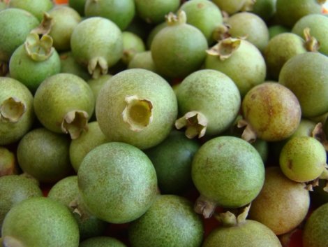 32361-guabiroba-e-uma-fruta-nativa-do-cerrado-orig-2-min