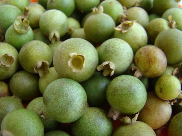 extrato de guavira